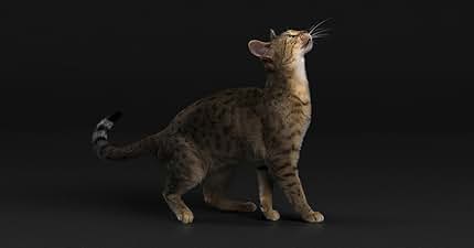 gatto