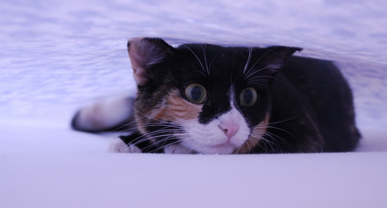 Microchip per gatti