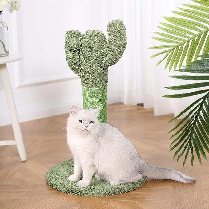 tiragraffi cactus