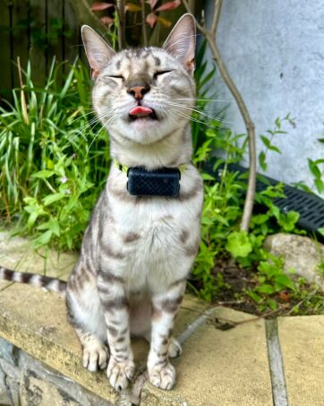collare gatto gps