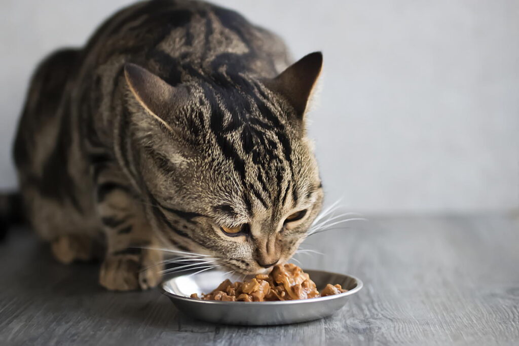 gatto che mangia cibo umido