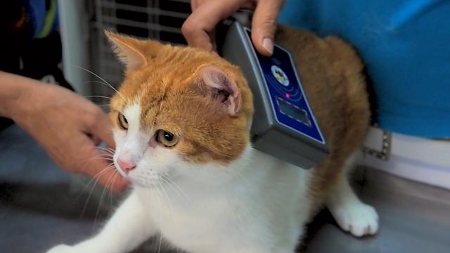 Microchip per gatti