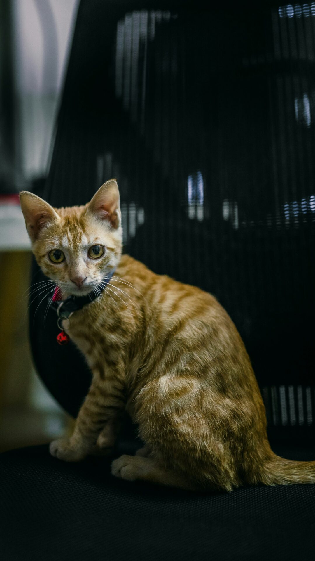 gatto smart