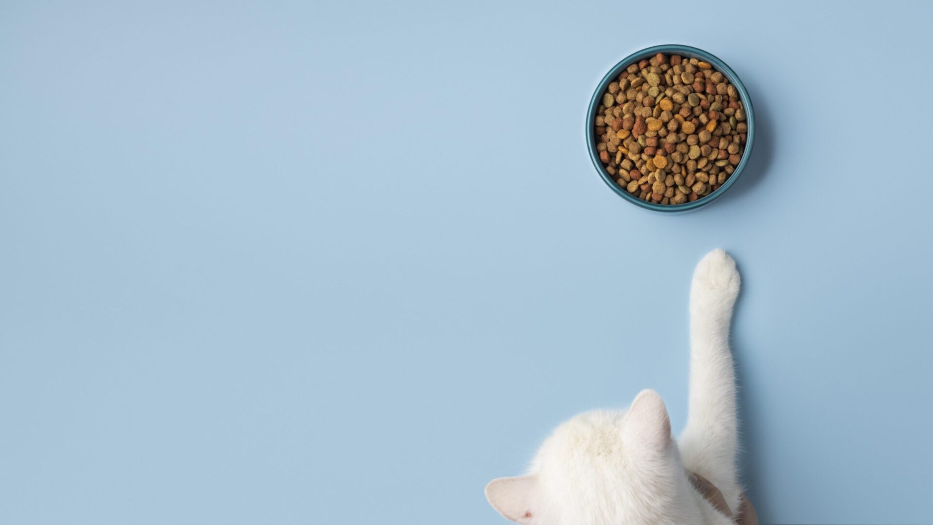 Cibo per gatti consigliato dai veterinari