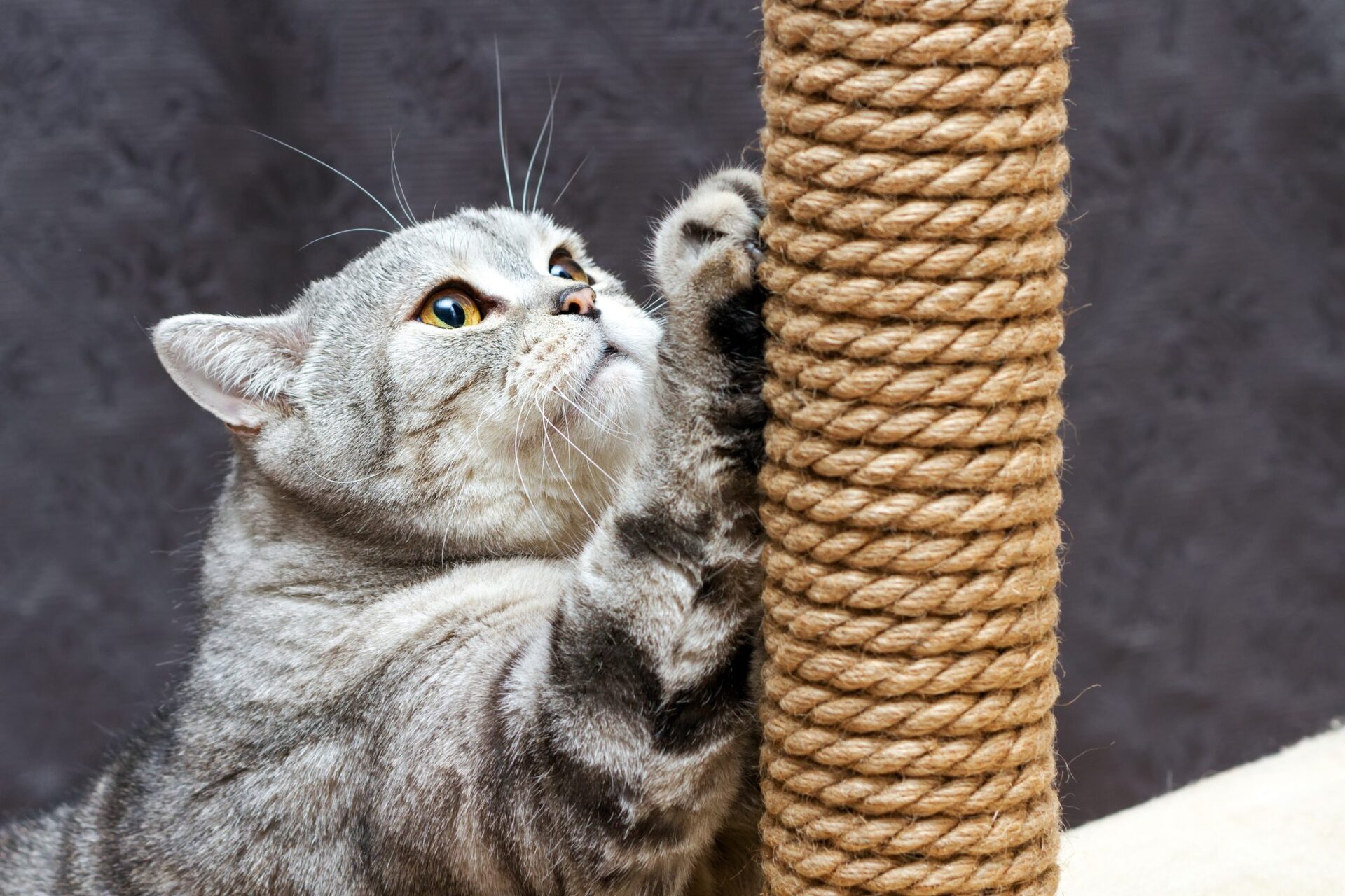 tiragraffi-per-il-gatto