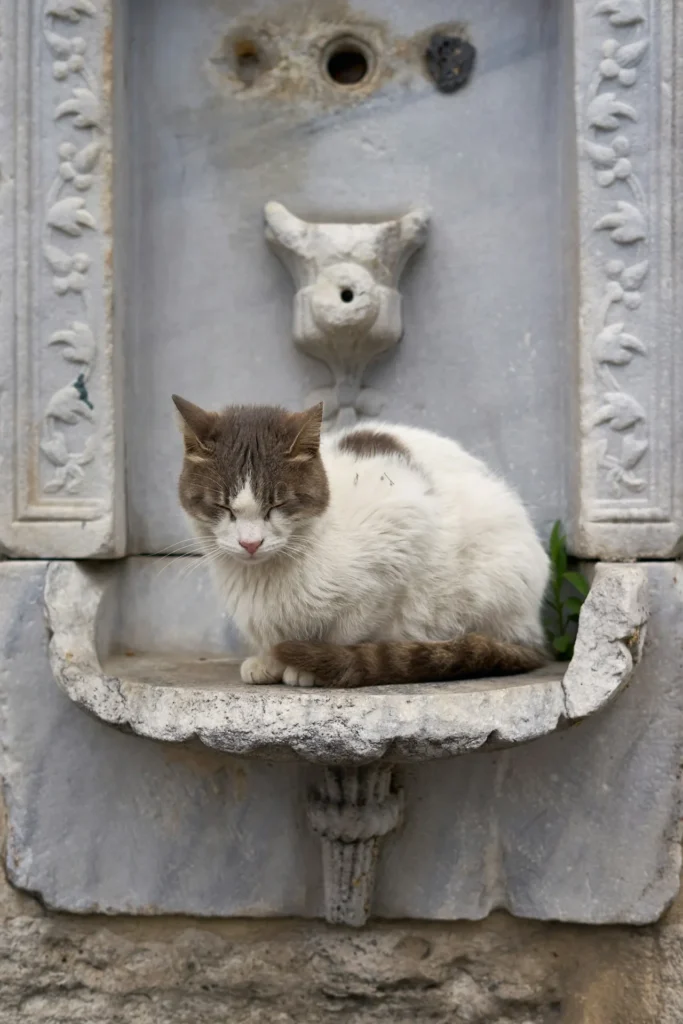 A-cat-sitting-on-a-ledge-in-front-of-a-fountain