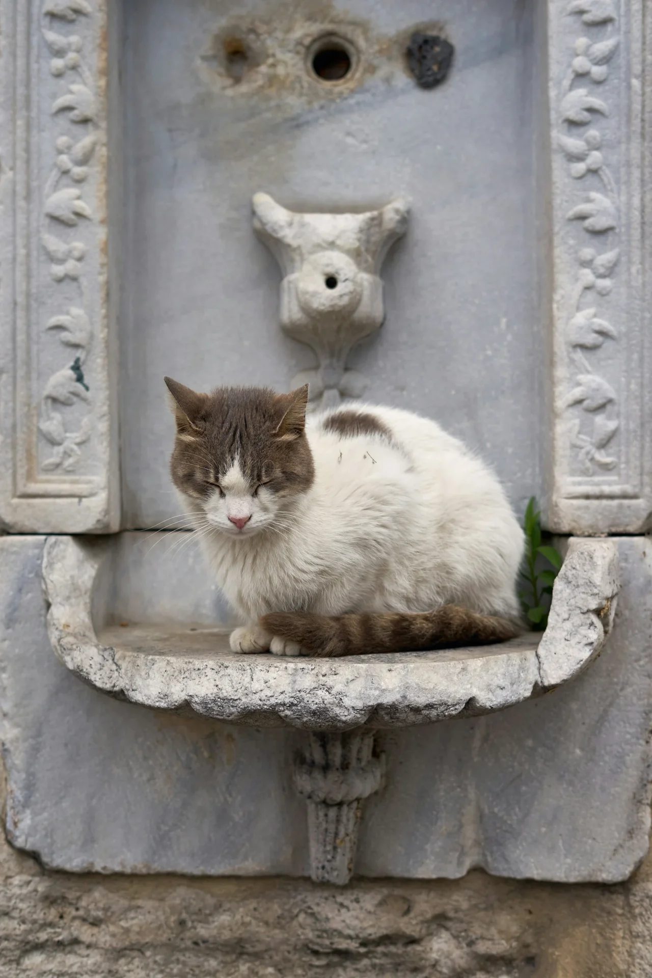 A-cat-sitting-on-a-ledge-in-front-of-a-fountain