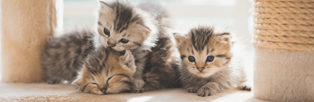Cura Gattini piccoli