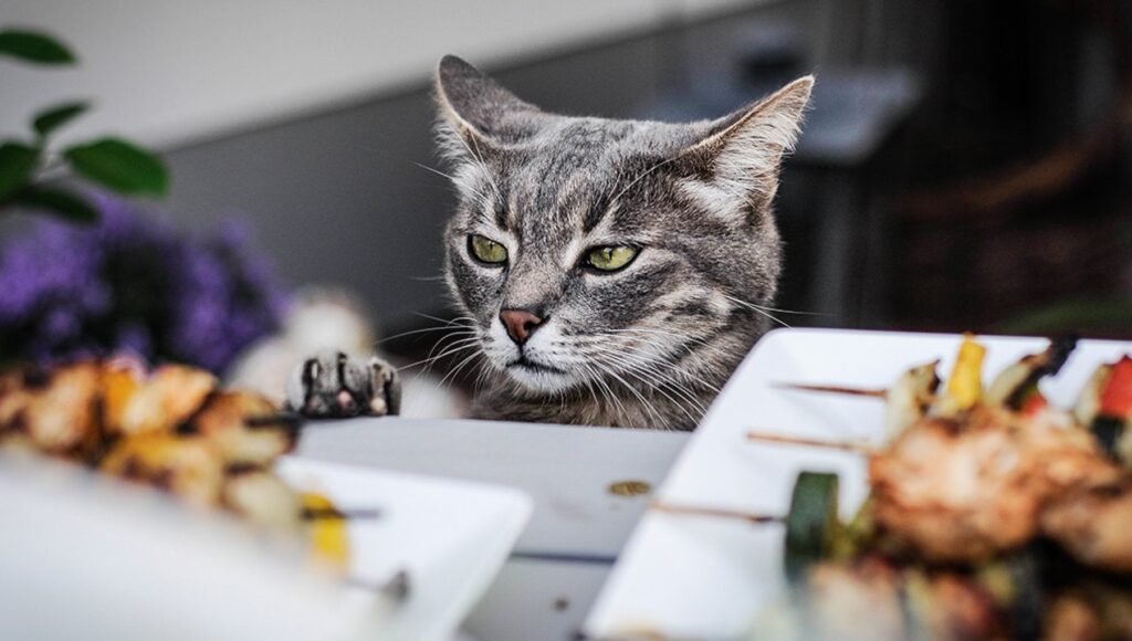 gatto annusa cibo