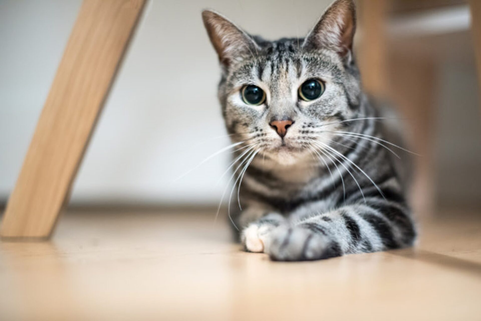 gatto europeo