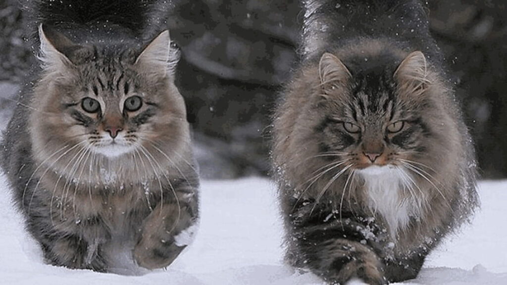 Gatto delle foreste norvegesi