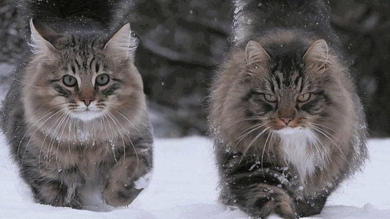 Gatto delle foreste norvegesi