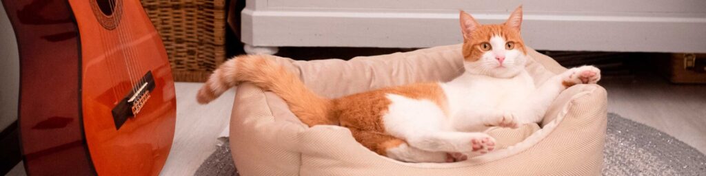 angolo relax gatto