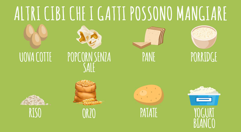 cibi per gatti