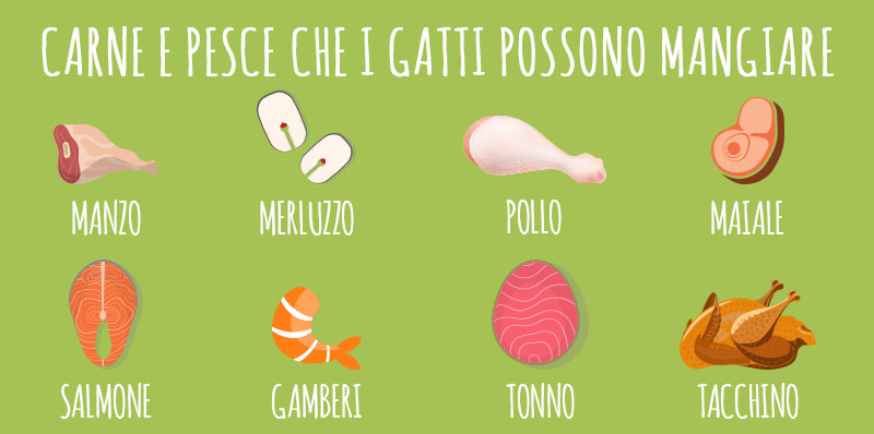 cibi che i gatti possono mangiare