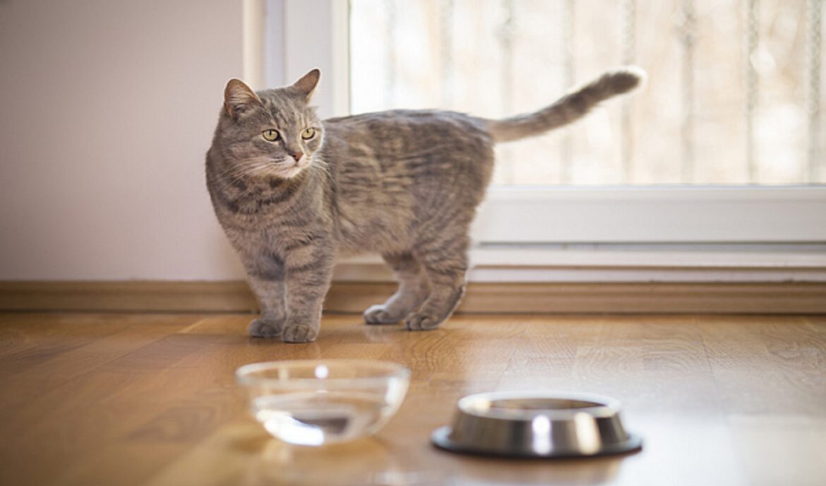 Gatto non beve