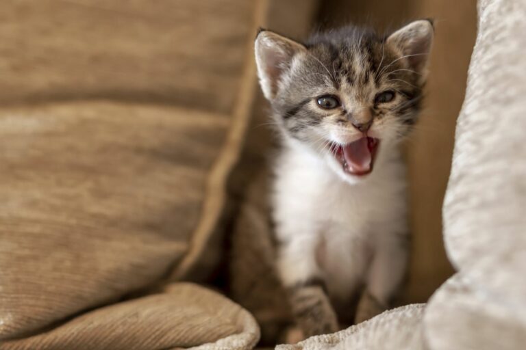 gatto che miagola