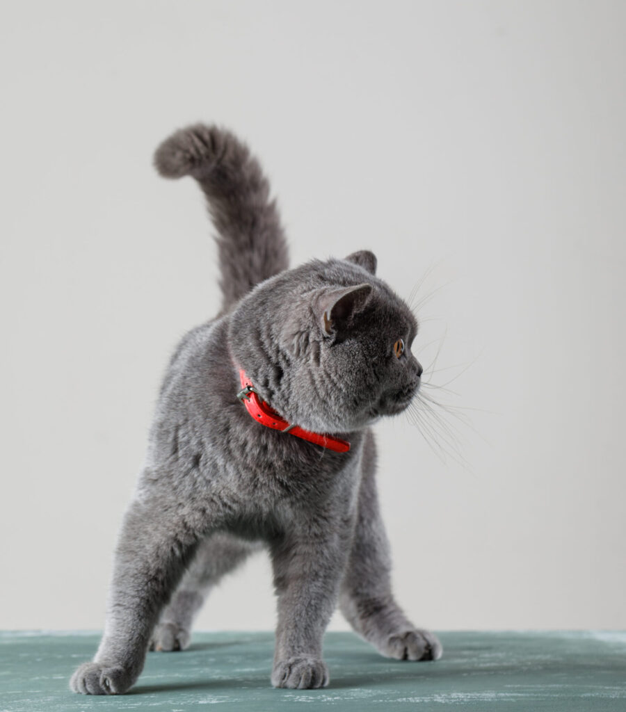 collare gatto